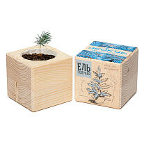 Набор для выращивания «Экокуб», ель голубая